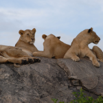 Tanzania Safari Cost Per Person: The Complete 2026 Budget Guide