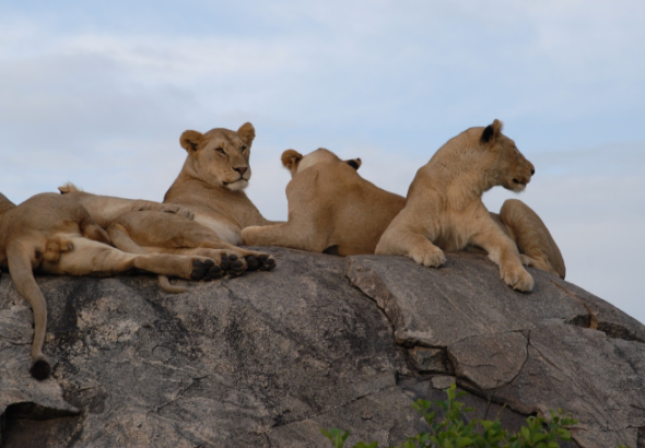 Tanzania Safari Cost Per Person: The Complete 2026 Budget Guide