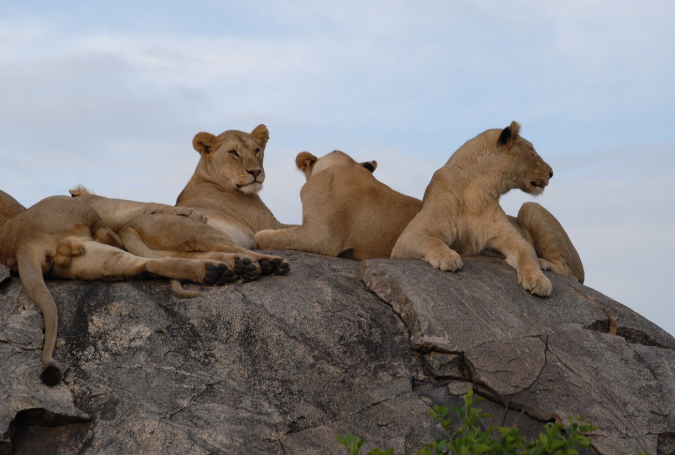 Tanzania Safari Cost Per Person: The Complete 2026 Budget Guide